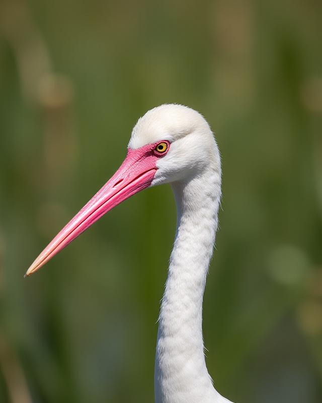 Espátula común en las marismas